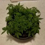 1st Auto Purple Haze