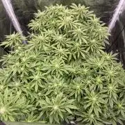 2 Modified Grape + 1 Zkittles