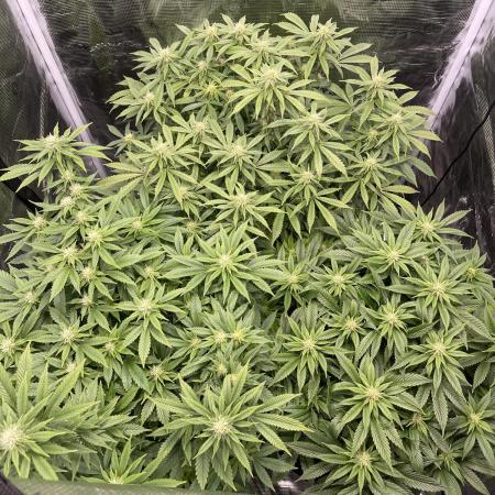 2 Modified Grape + 1 Zkittles