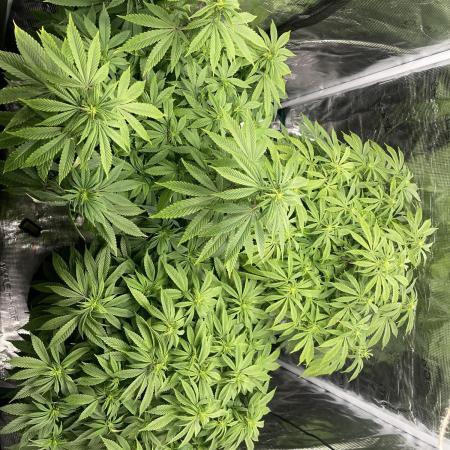 2 Modified Grape + 1 Zkittles