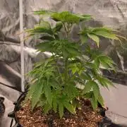 Sour Diesel