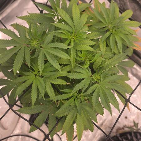 Sour Diesel