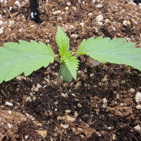 Sour Diesel