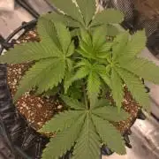 Sour Diesel