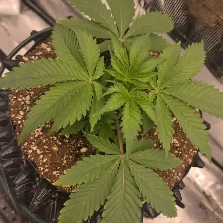 Sour Diesel