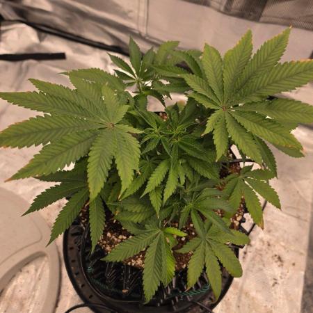 Sour Diesel