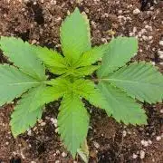 Sour Diesel