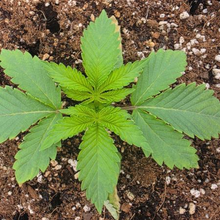 Sour Diesel