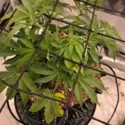 Sour Diesel