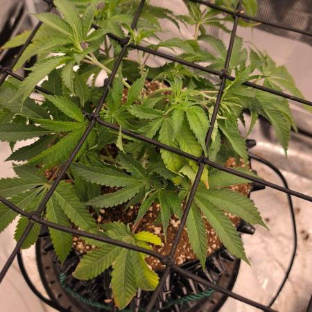 Sour Diesel