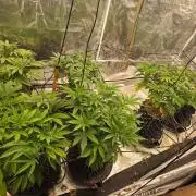 Sour Diesel