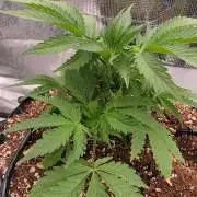 Sour Diesel
