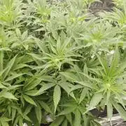 Sour Diesel