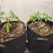 Growing them berries