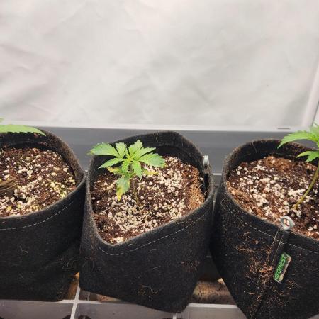 Growing them berries