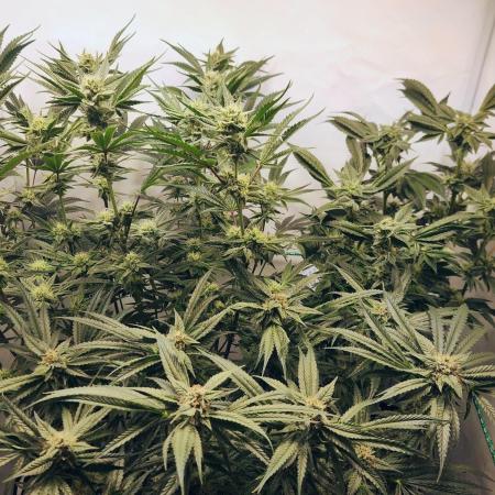 Photo Chicken n Wafflez