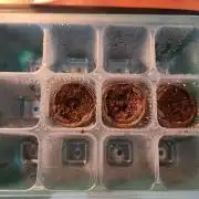 Growing them berries