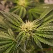 Photo Chicken n Wafflez