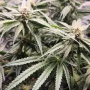 Photo Chicken n Wafflez