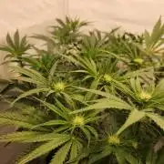 Photo Chicken n Wafflez