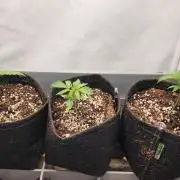 Growing them berries