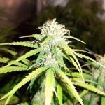 Grow northern light