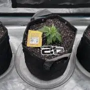 Papa's Grow