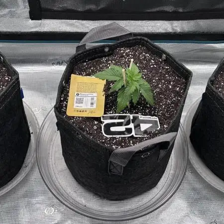 Papa's Grow