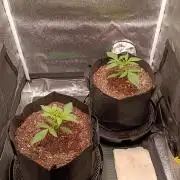 FastBuds Auto Grow