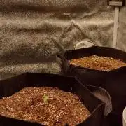 FastBuds Auto Grow