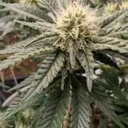 Isla Mirage Royal Queen Seed