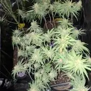 free blueberry nation anesia