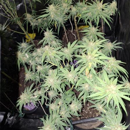 free blueberry nation anesia
