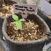 Blueberry, Orange and Dolato yum