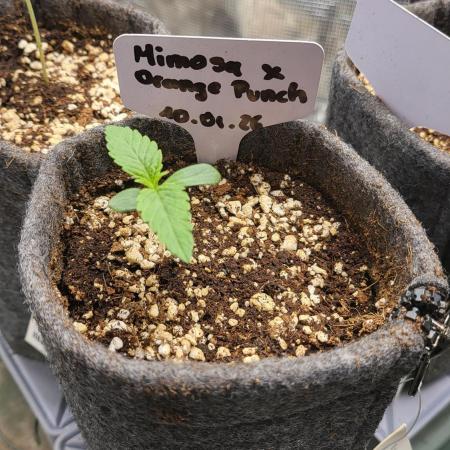 Blueberry, Orange and Dolato yum