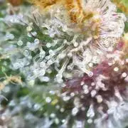 Blueberry, Orange and Dolato yum