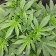 Blueberry, Orange and Dolato yum