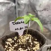 Blueberry, Orange and Dolato yum