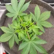 Blueberry, Orange and Dolato yum