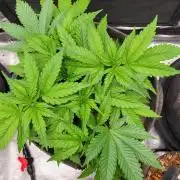 Blueberry, Orange and Dolato yum