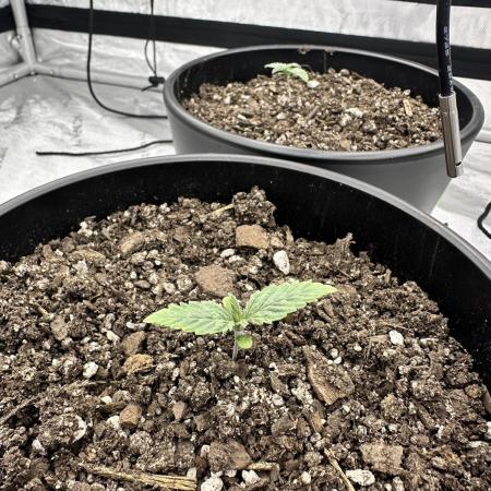 Orange Creampop (Humboldt Seed Company)