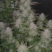 Auto fastbuds