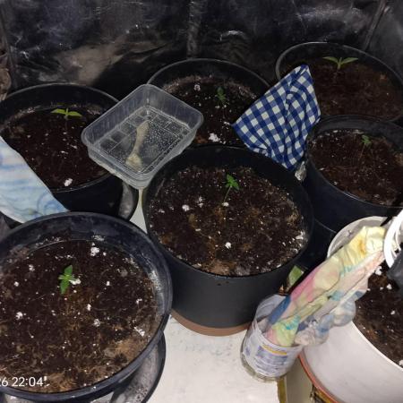 Dr. Greentumb growdiaries