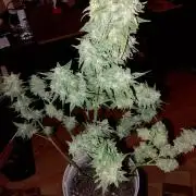 Dr. Greentumb growdiaries