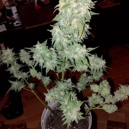 Dr. Greentumb growdiaries