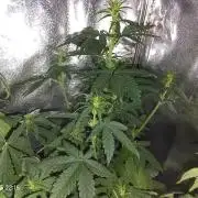 Dr. Greentumb growdiaries