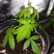 Dr. Greentumb growdiaries