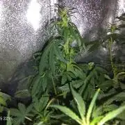 Dr. Greentumb growdiaries