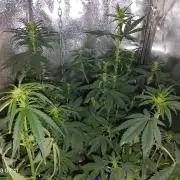 Dr. Greentumb growdiaries