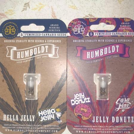 Comeback Kid but Don’t Call me Feldman